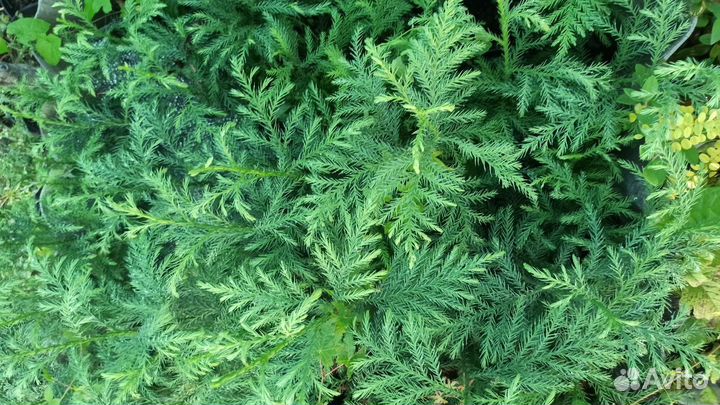 Саженцы Криптомерии японской