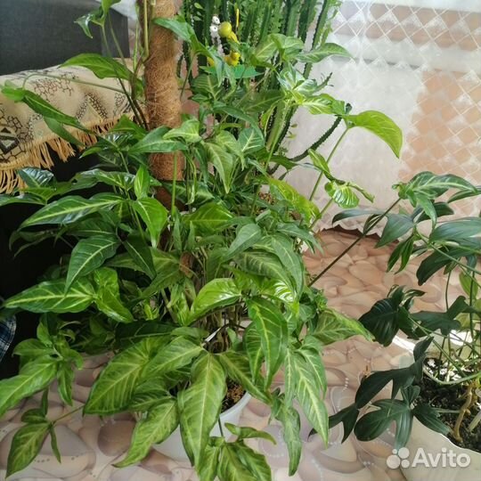 Замиокулькас