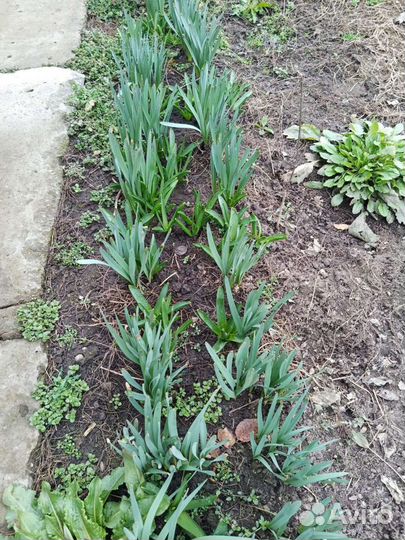 Гиацинты, нарциссы