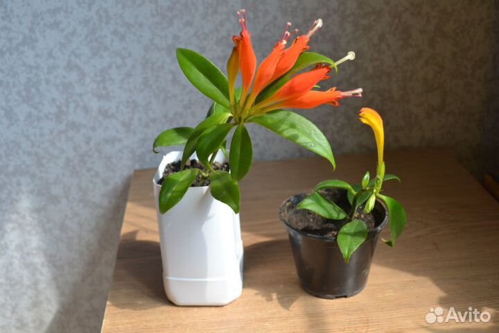 Эсхинантус Жар-птица, мини синнигия и др