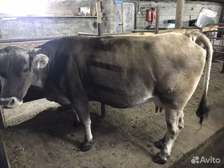 Корова дойная