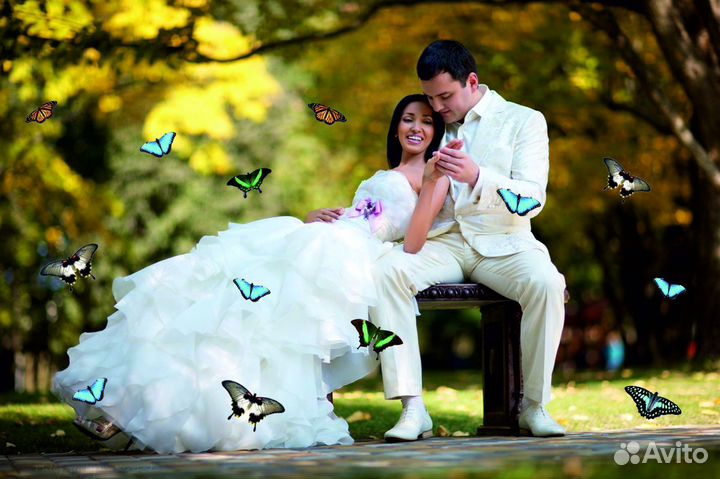 Салют из 20 Живых Тропических Бабочек с/б-16