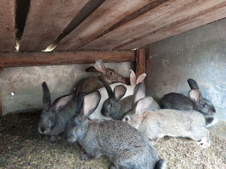 Продам крольчат