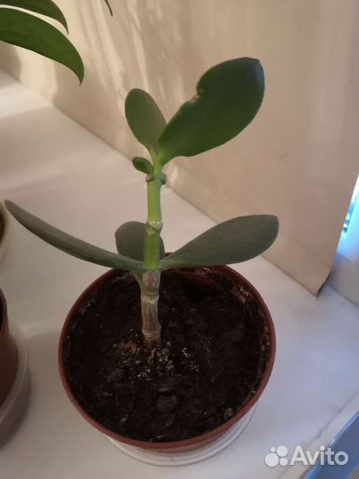 Суккуленты(денежное дерево)