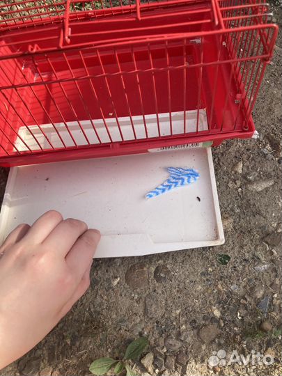 Клетка для джунгариков