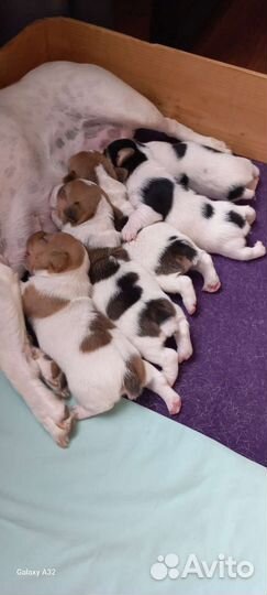 Щенки джек Рассел терьер