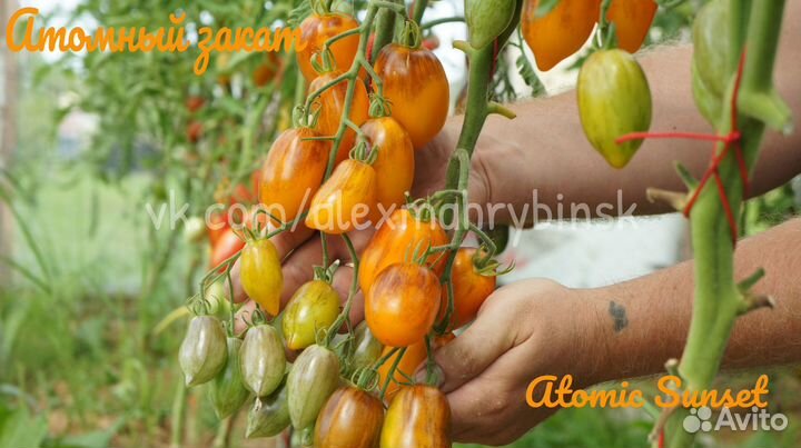 Семена томатов