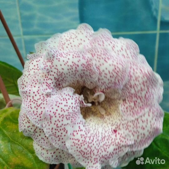 Глоксиния махровая