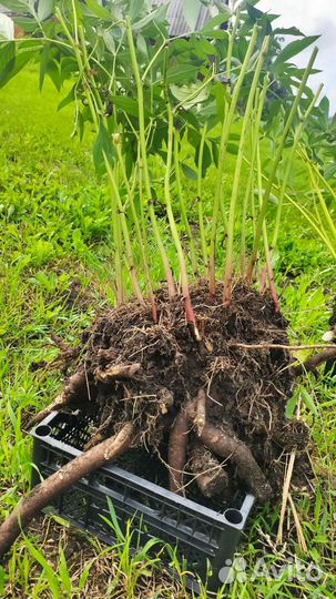 Пионы саженцы