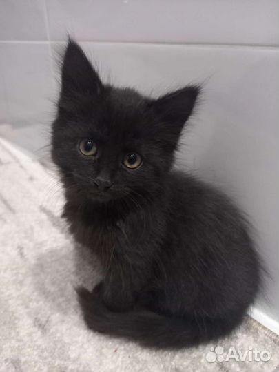 Котята бесплатно