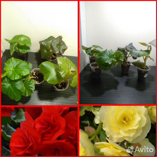 Бегония соления, Шардоне, вечноцветущая