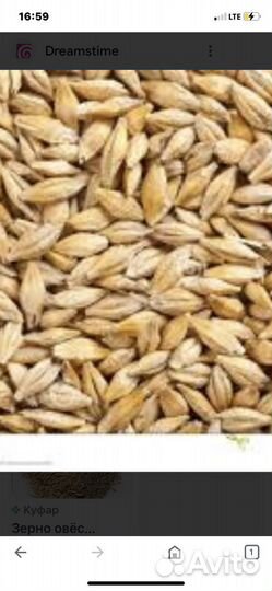 Ячмень пшеница