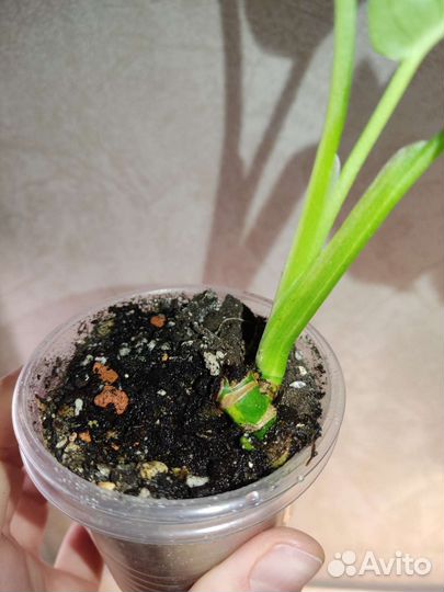 Монстера Адансона вариегатная жёлтая