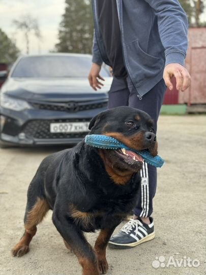 Вязка ротвейлера