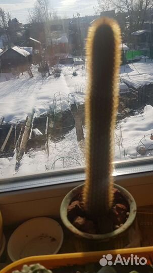 Кактус