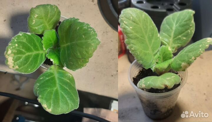 Глоксиния. Детки