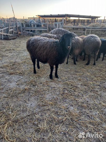 Овцы бараны