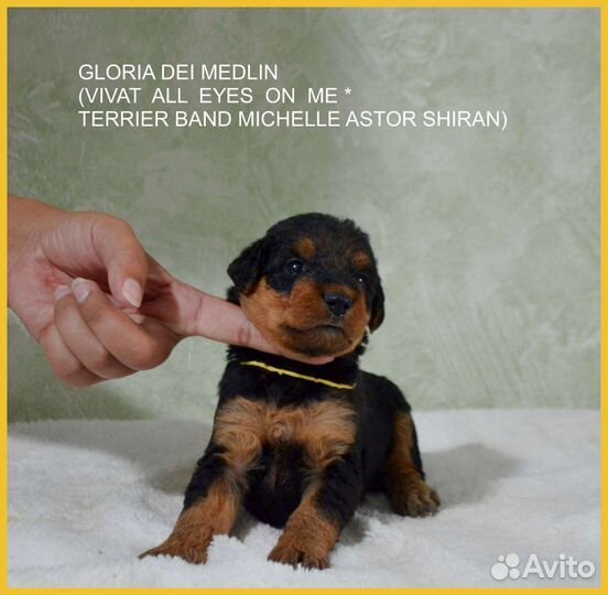 Эрдельтерьер