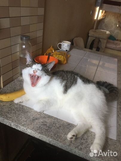 Кошки-слепышки Лиза и Лиля