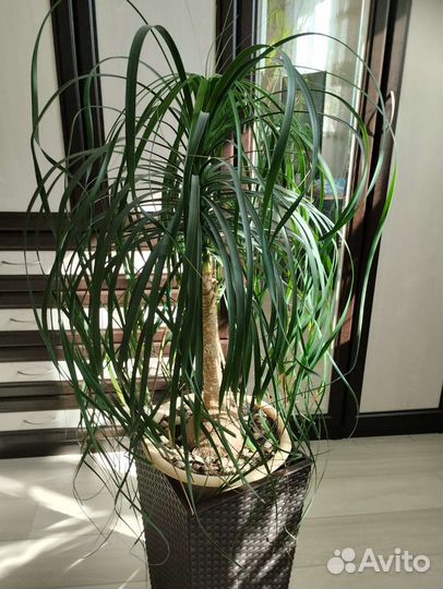 Бутылочное дерево нолина