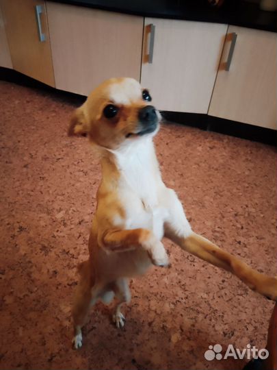 Вязка мини той терьера (мальчик)