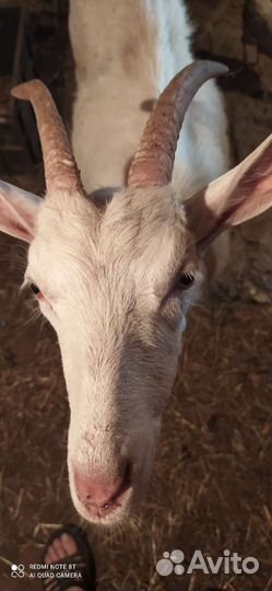 Коза дойная