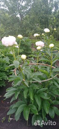 Пион Клехм Пинк Анноун (Klehm's Pink Unknown)бронь