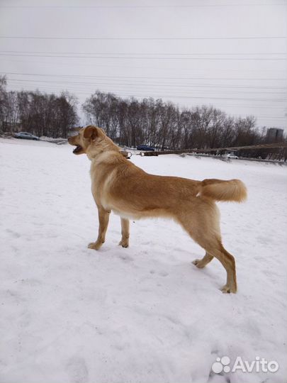 Собака веселая Уна из приюта ищет дом