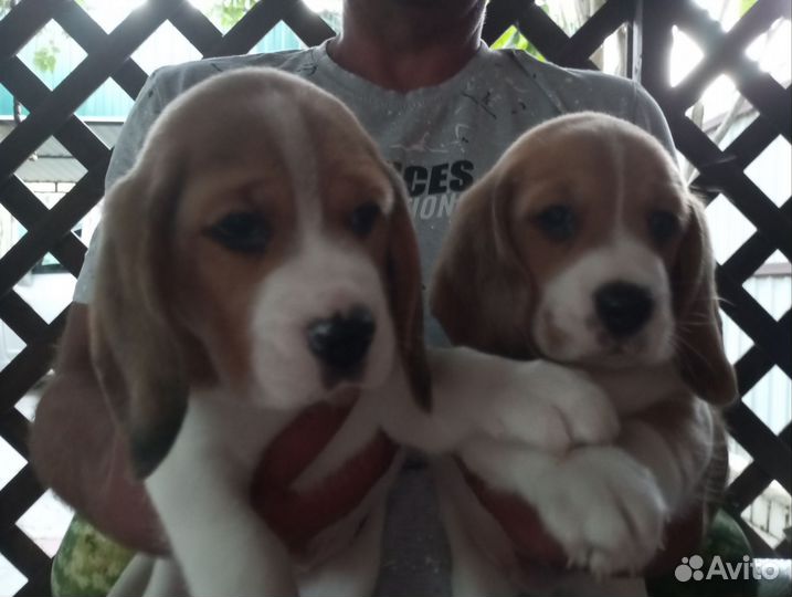 Щенки бигль РКФ
