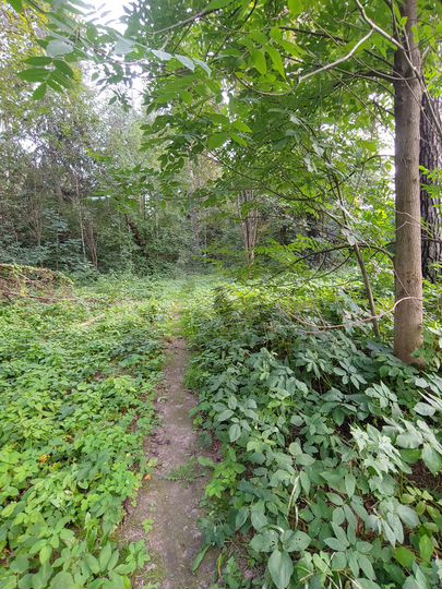 Участок 12 сот. (ИЖС)