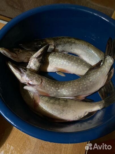 Рыба щука свежая прудовая