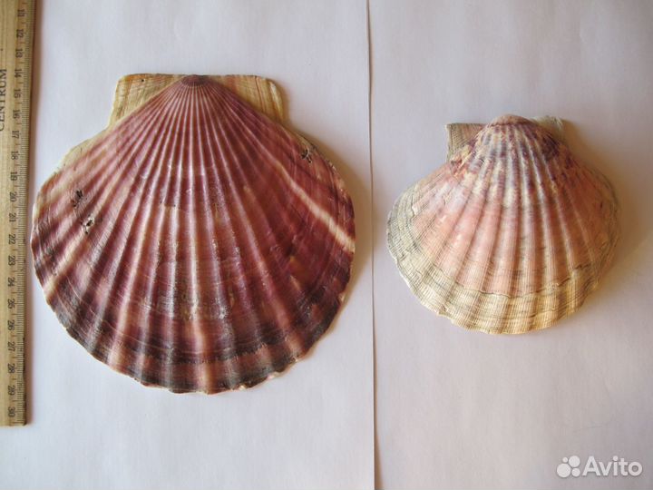 Набор ракушки рапаны