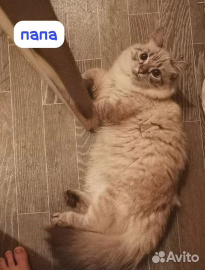 Невская маскарадная