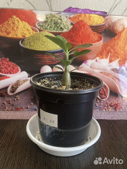 Адениум малыши