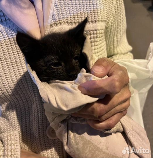 Кот в добрые руки