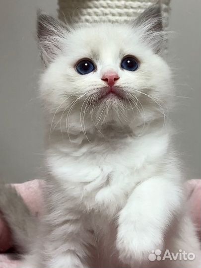 Котята рэгдолл