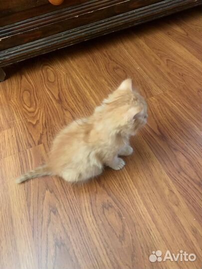 Малыш рыжик ищет новый дом