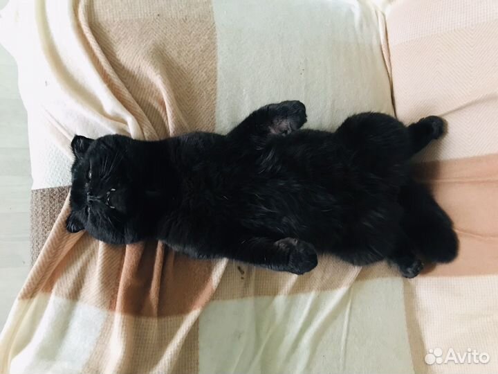 Котик