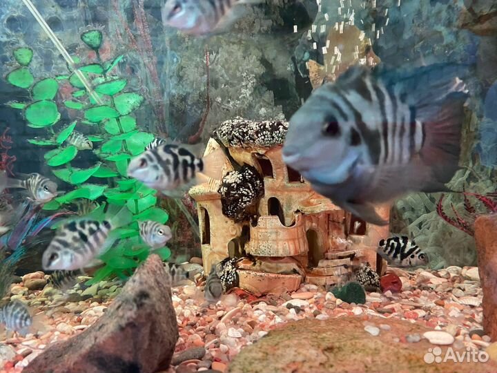 Аквариумные рыбки