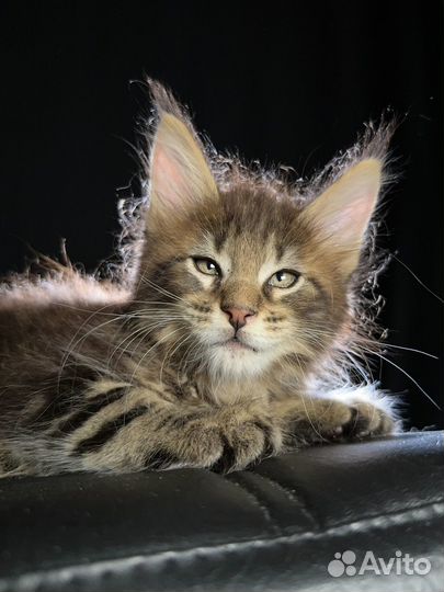 Xavier Ventura House