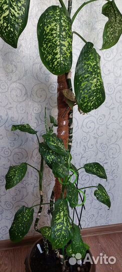 Диффенбахия