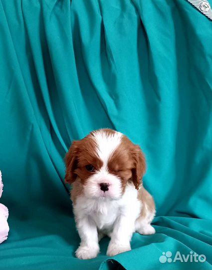 Кавалер Кинг Чарльз спаниель мальчик