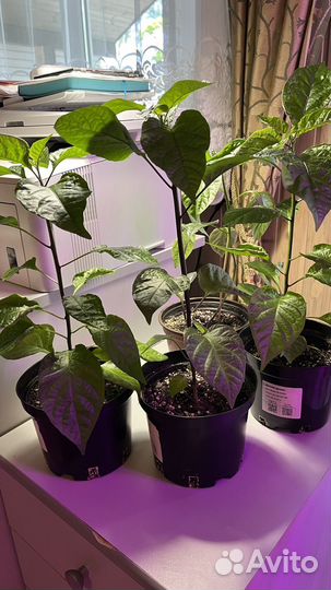 Острый перец рассада