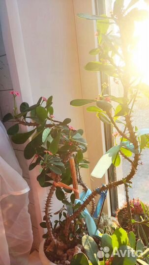 Молочай Миля