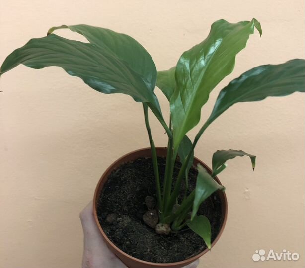 «Женское счастье» цветок Спатифиллум