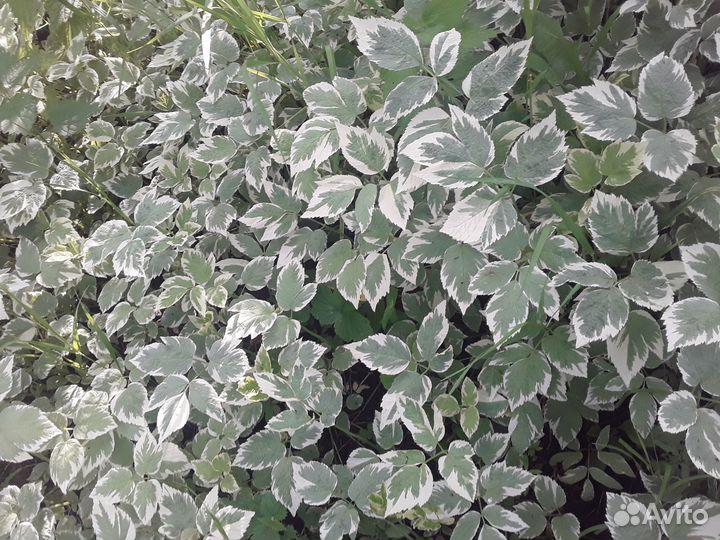 Сныть пестроая