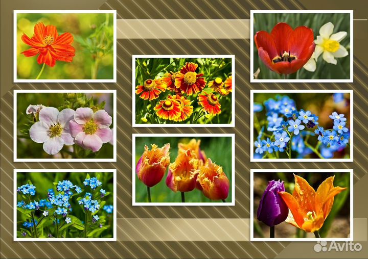 Цветы фотографии