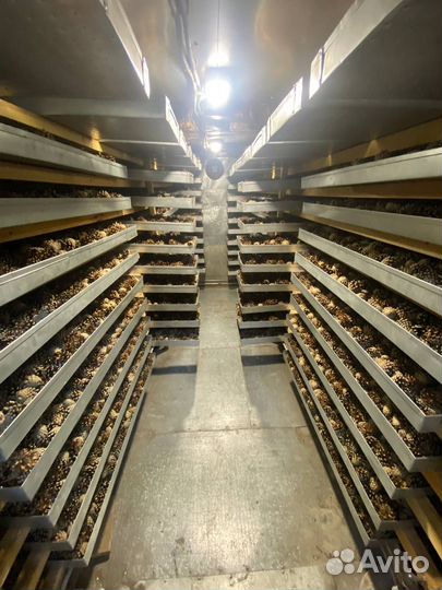 Семена сосны 15, 16, 18, 19, 21 лср