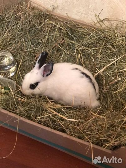 Отдадим кролика в добрые руки