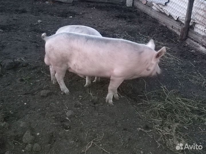 Продам хряка